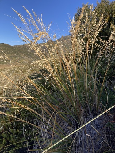 Chionochloa flavescens, photograph 5