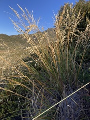 (c) Matt Scott, some rights reserved (CC BY) Chionochloa flavescens, photograph (c) Matt Scott, some rights reserved (CC BY)