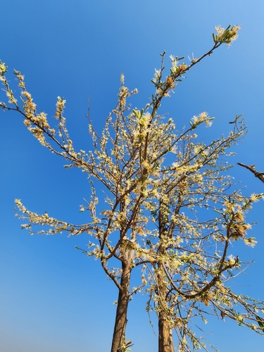 Foto de Embaúba