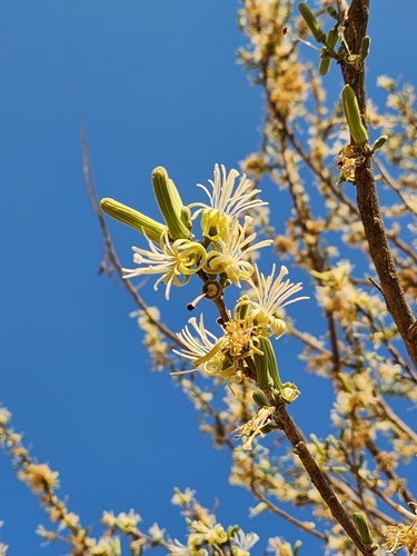 Foto de Embaúba