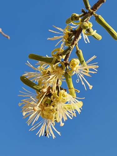 Foto de Embaúba