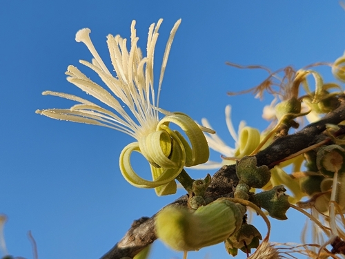 Foto de Embaúba