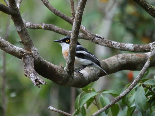 iNaturalist image