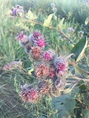 Arctium tomentosum
