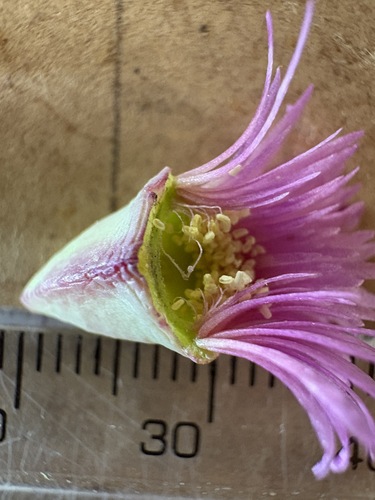 Image of Dune Spoonfig (Erepsia dunensis) by (c) Charleen Brunke, some rights reserved (CC BY)