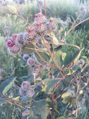 Arctium tomentosum