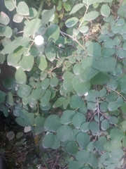 Symphoricarpos albus