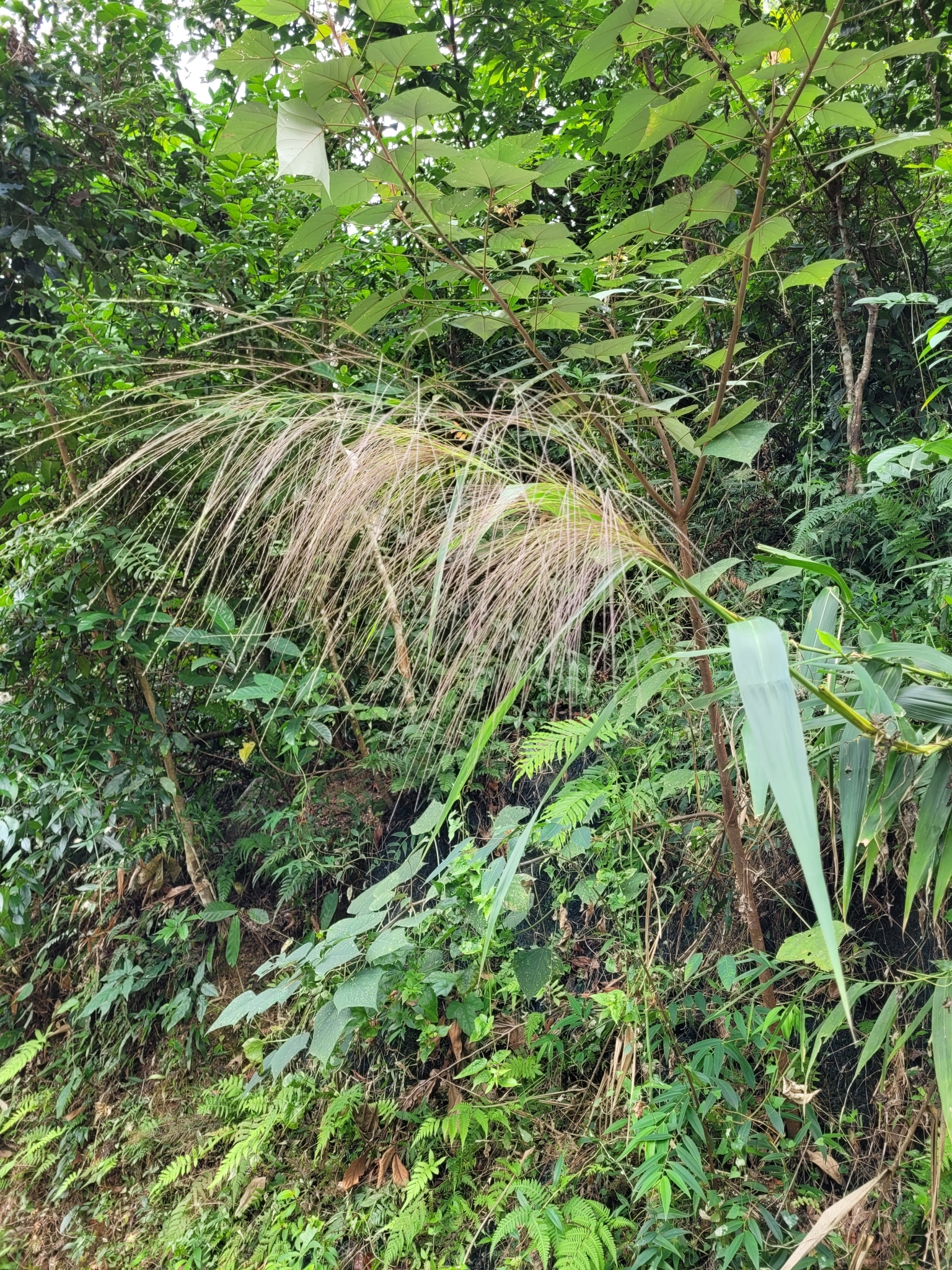 Imagem de Vassoura-de-bruxa