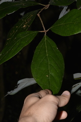 Neolitsea dealbata