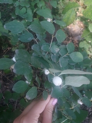 Symphoricarpos albus