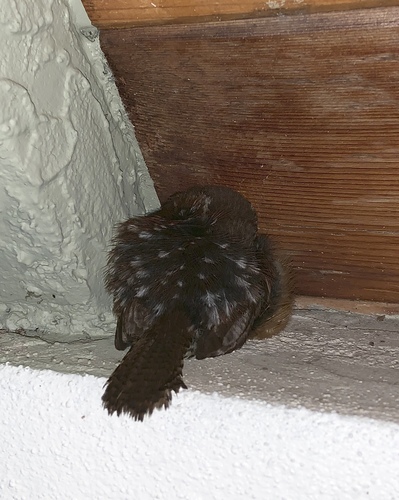 Troglodytidae image