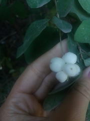 Symphoricarpos albus