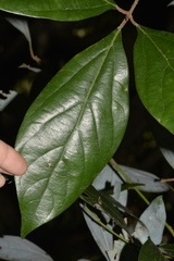 Neolitsea dealbata