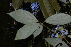 Neolitsea dealbata
