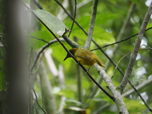 Togian Golden Bulbul (Hypsipetes aureus), photo 3