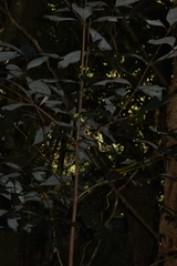 Neolitsea dealbata