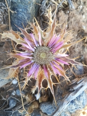 Carlina lanata