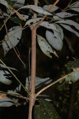 Neolitsea dealbata