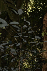 Neolitsea dealbata