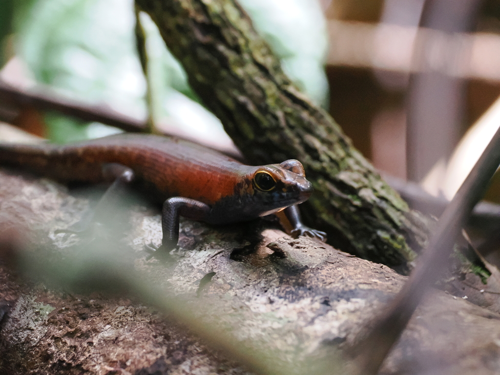 Sulawesi Forest Skink
