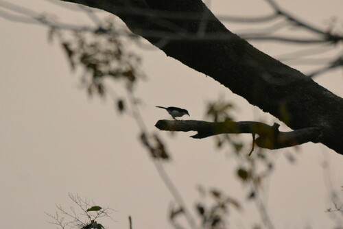 iNaturalist image