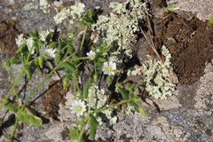Cerastium nemorale