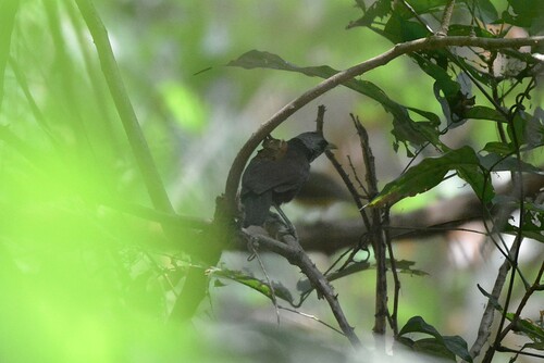 iNaturalist image