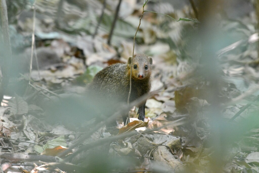 Common Kusimanse
