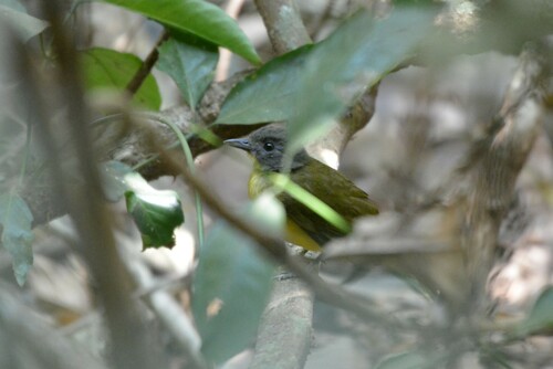 Gray-headed Bristlebill