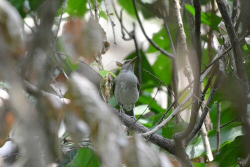 African Thrush