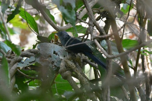 Blue Malkoha