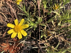 Osteospermum striatum