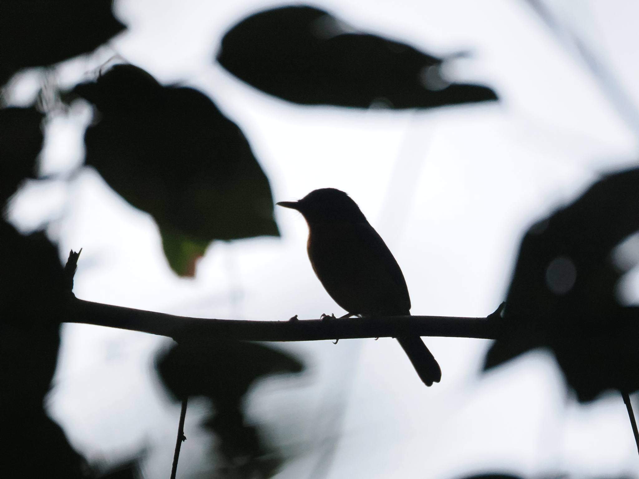 Sulawesi Blue Flycatcher (Cyornis omissus), photo 5