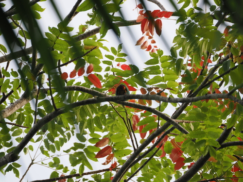 Black-naped Fruit Dove (Ptilinopus melanospilus), photo 4