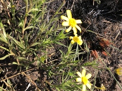 Osteospermum striatum
