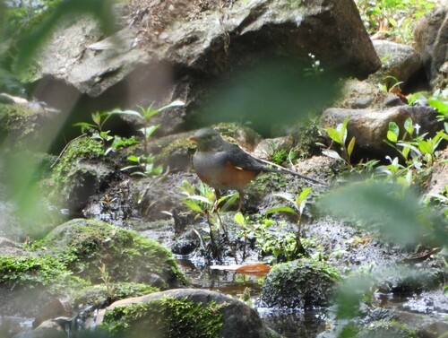 Grey-backed Thrush (Turdus hortulorum), photo 10
