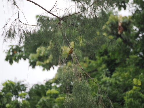 Togian Golden Bulbul (Hypsipetes aureus), photo 5