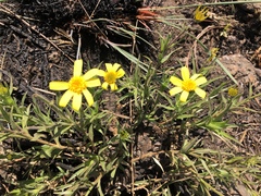 Osteospermum striatum