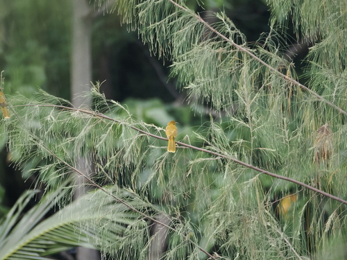 Togian Golden Bulbul (Hypsipetes aureus), photo 4