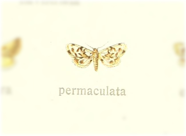 Holocryptis permaculata
