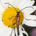 Slender Flower Longhorn Beetle - Photo (c) Judy Gallagher, some rights reserved (CC BY-NC)