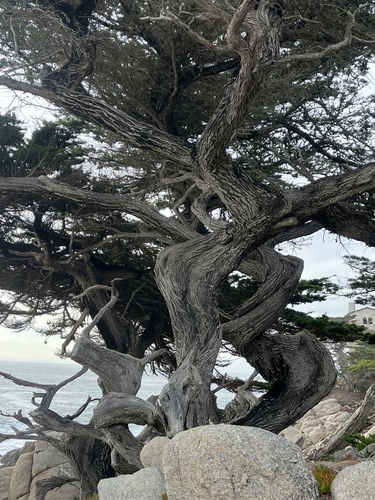 Hesperocyparis macrocarpa