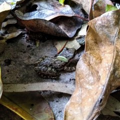 Scinax granulatus