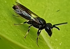 Hylaeus