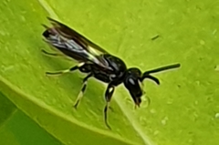 Hylaeus