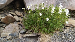 Cerastium morrisonense