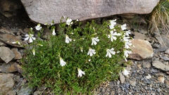 Cerastium morrisonense