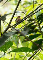 Machaeropterus striolatus