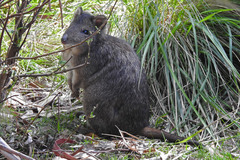 Potorous tridactylus