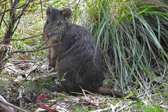 Potorous tridactylus